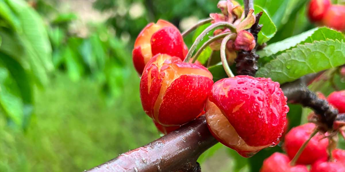 Nubifragio colpisce la Puglia, situazione disastrosa